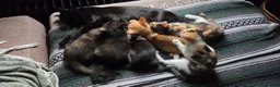 Mixed Breed cats for sale: Kittens for sale  - Advert 1