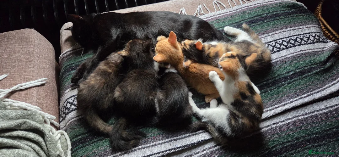 Mixed Breed cats for sale: Kittens for sale  - Advert 1