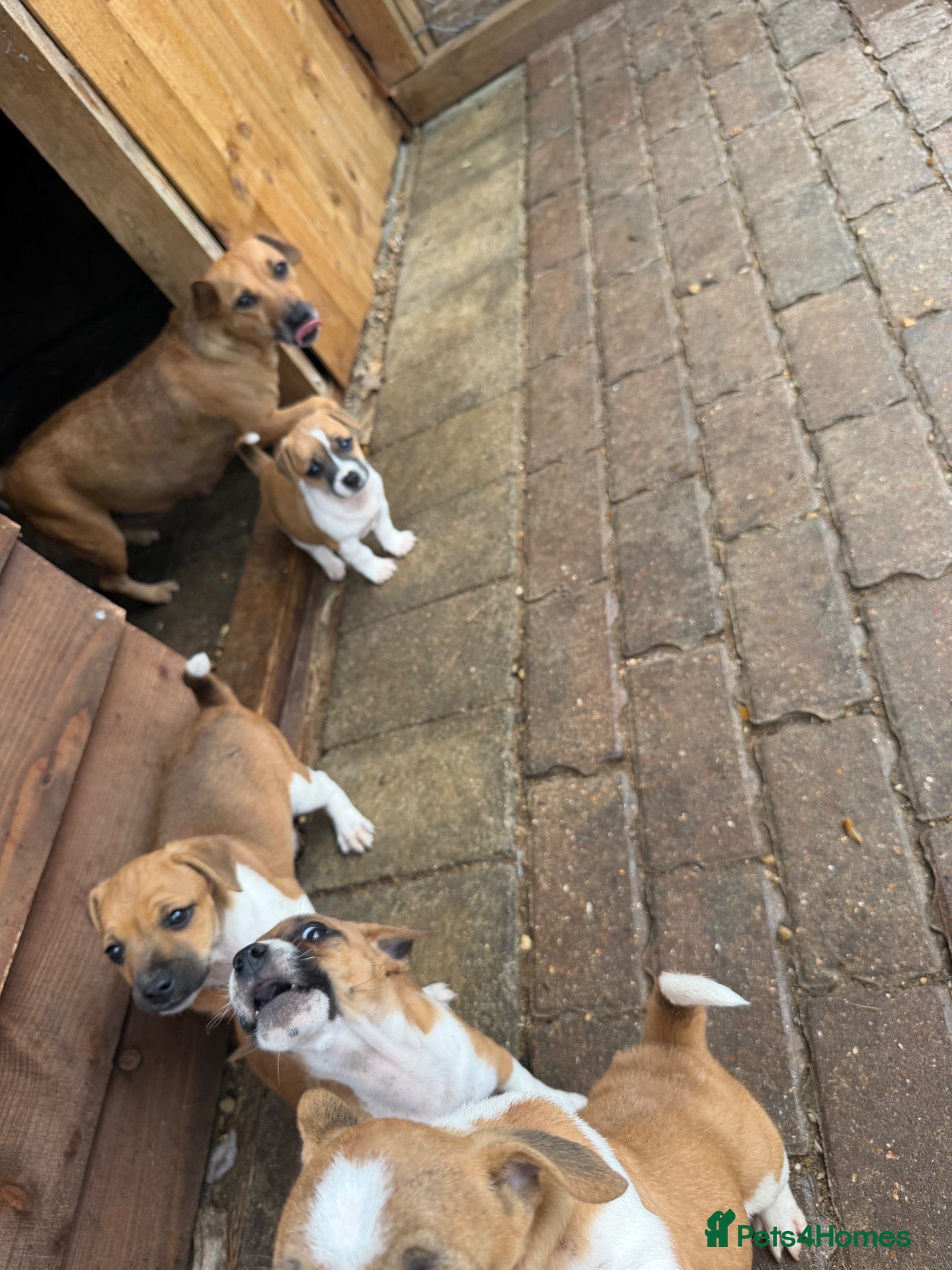 Jack Russell dogs Jack Russell puppies for sale - Advert 5