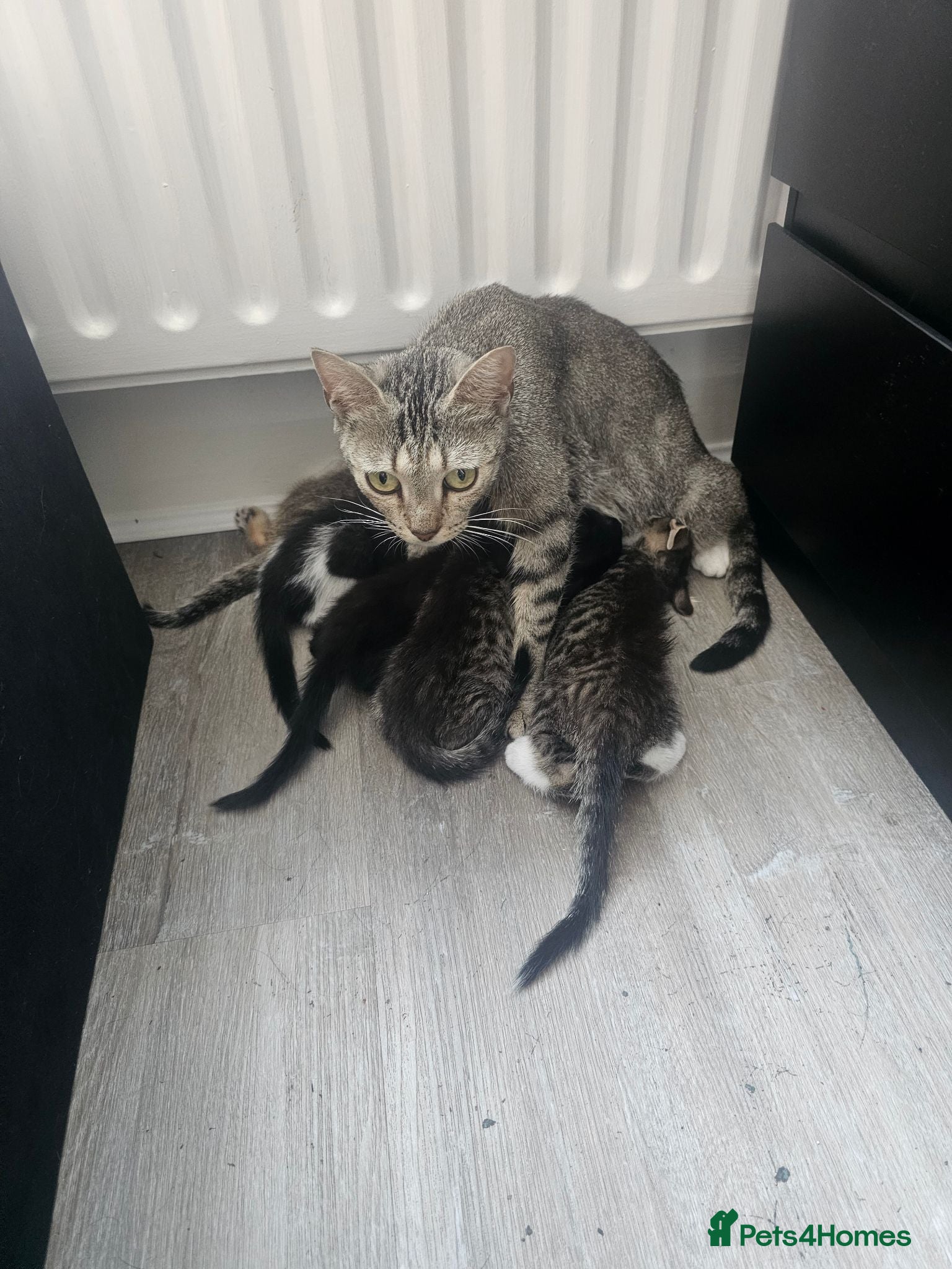 Mixed Breed cats Beautiful Kittens - Advert 1
