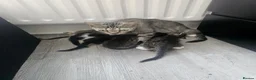 Mixed Breed cats for sale: Beautiful Kittens in London - Advert 1