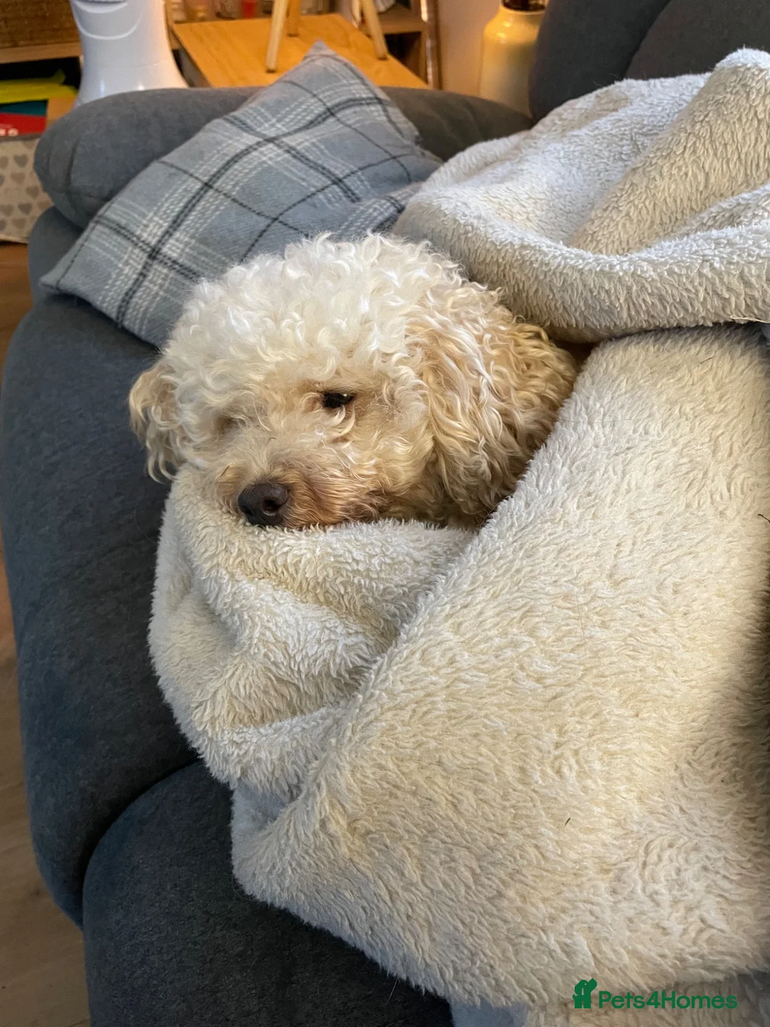 Miniature Poodle dogs for sale: Teddy miniature poodle - Advert 2