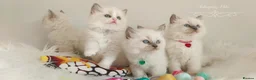 Ragdoll cats for sale: Beautiful Ragdoll kittens 😻😻😻😻 - Advert 1