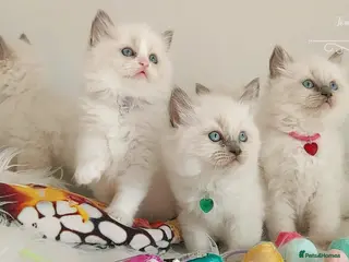 Ragdoll cats Beautiful Ragdoll kittens 😸 ♥️ - Advert 6