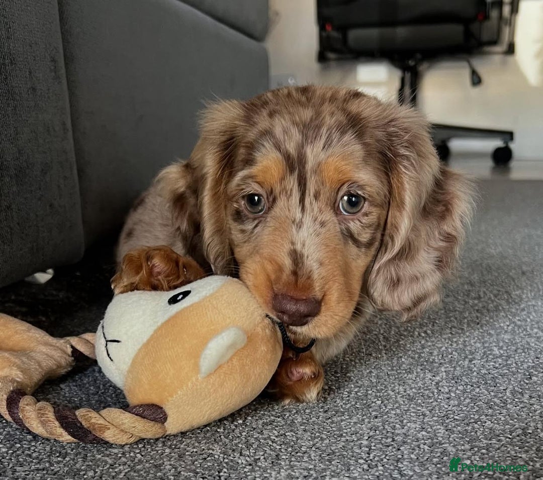Miniature Dachshund dogs for sale: Miniature Dachshund puppies! - Image 9
