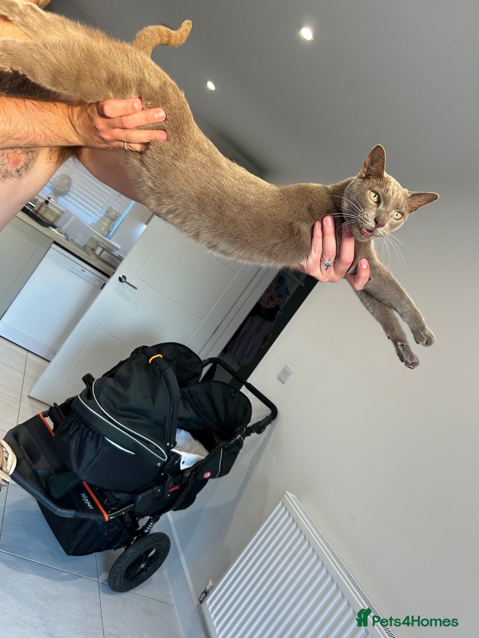 Oriental cats Siamese oriental boy for rehoming - Advert 1