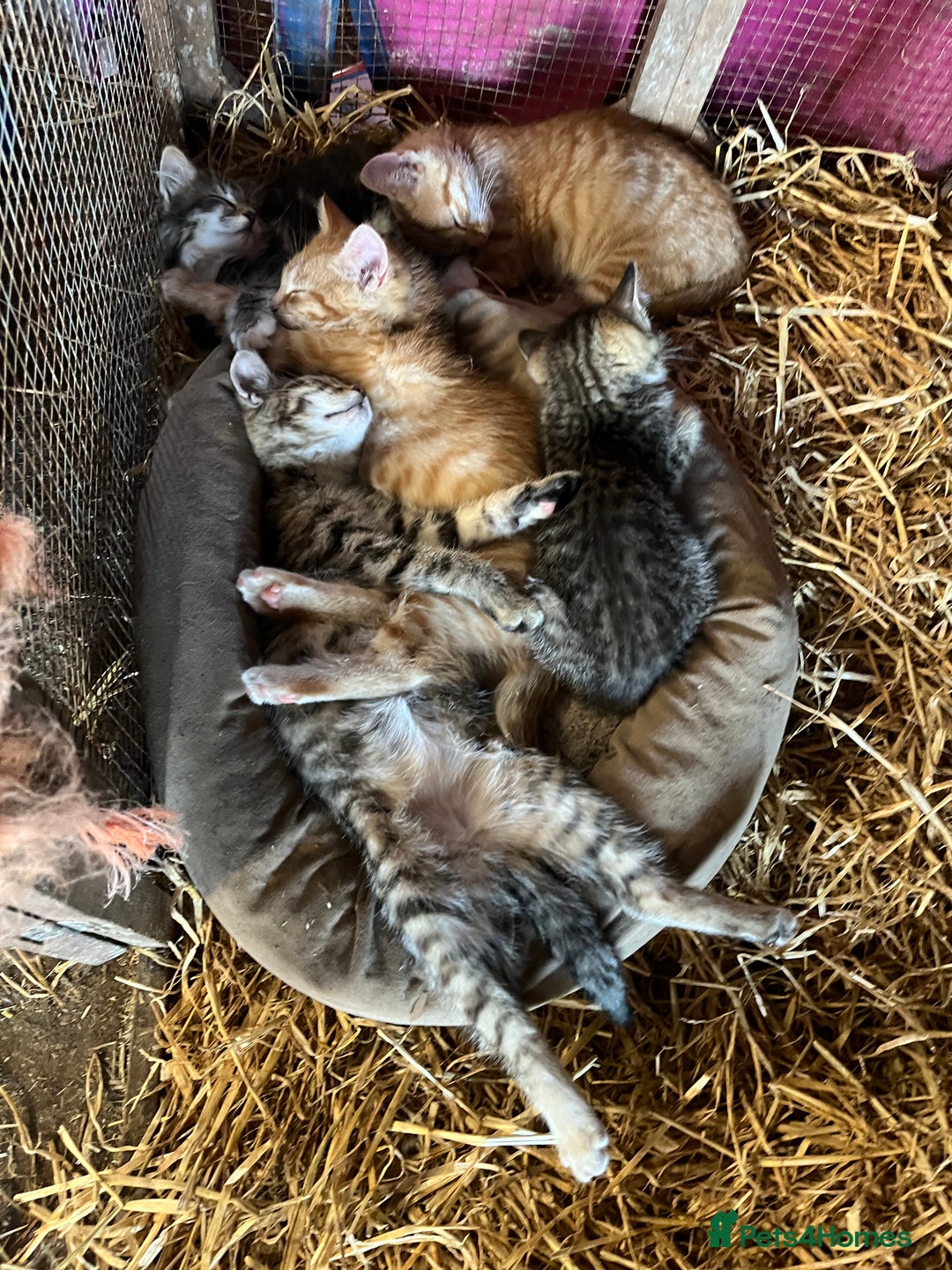 Mixed Breed cats for sale: Kittens ready for new homes  - Image 1