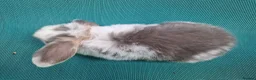Mini Lop rabbits for sale: Mini lop babies - Advert 2