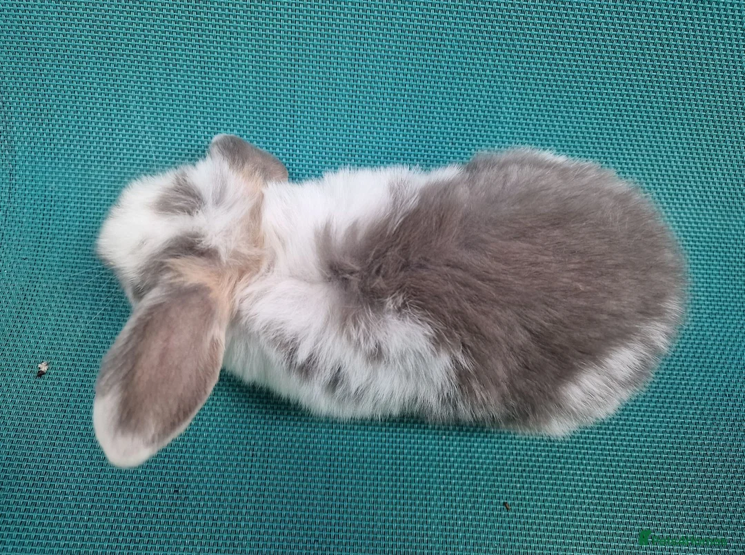 Mini Lop rabbits for sale: Mini lop babies - Advert 2