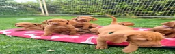 Hungarian Vizsla dogs for sale: !!REDUCED!! Beautiful KC Registered Vizsla Pups - Advert 1