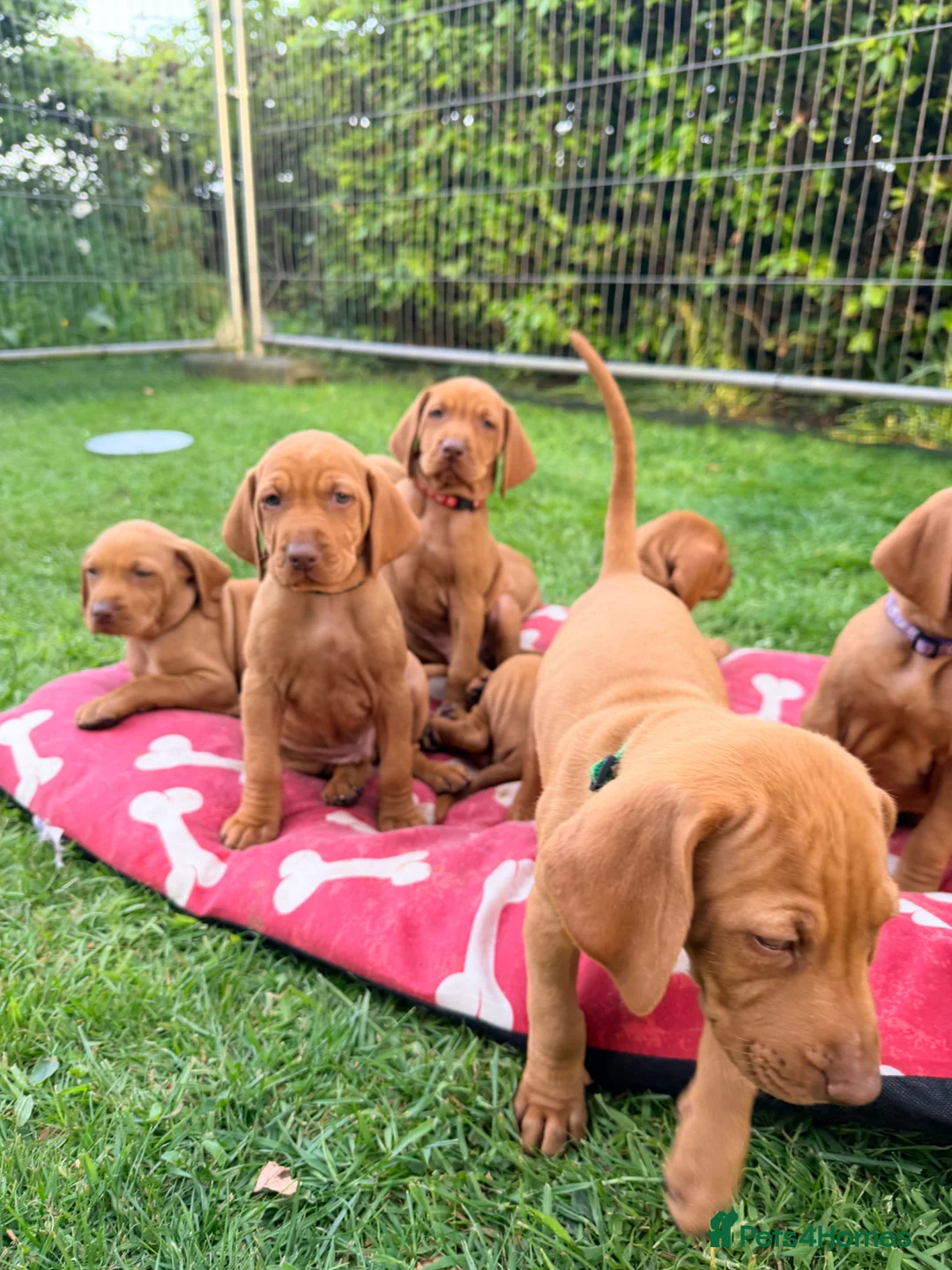 Hungarian Vizsla dogs for sale: !!REDUCED!! Beautiful KC Registered Vizsla Pups - Advert 1