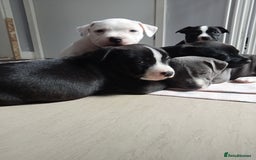 Staffordshire Bull Terrier dogs for sale: ‼️ReadyForCollection‼️Blue Staffie Puppies  in Tipton - Image 29