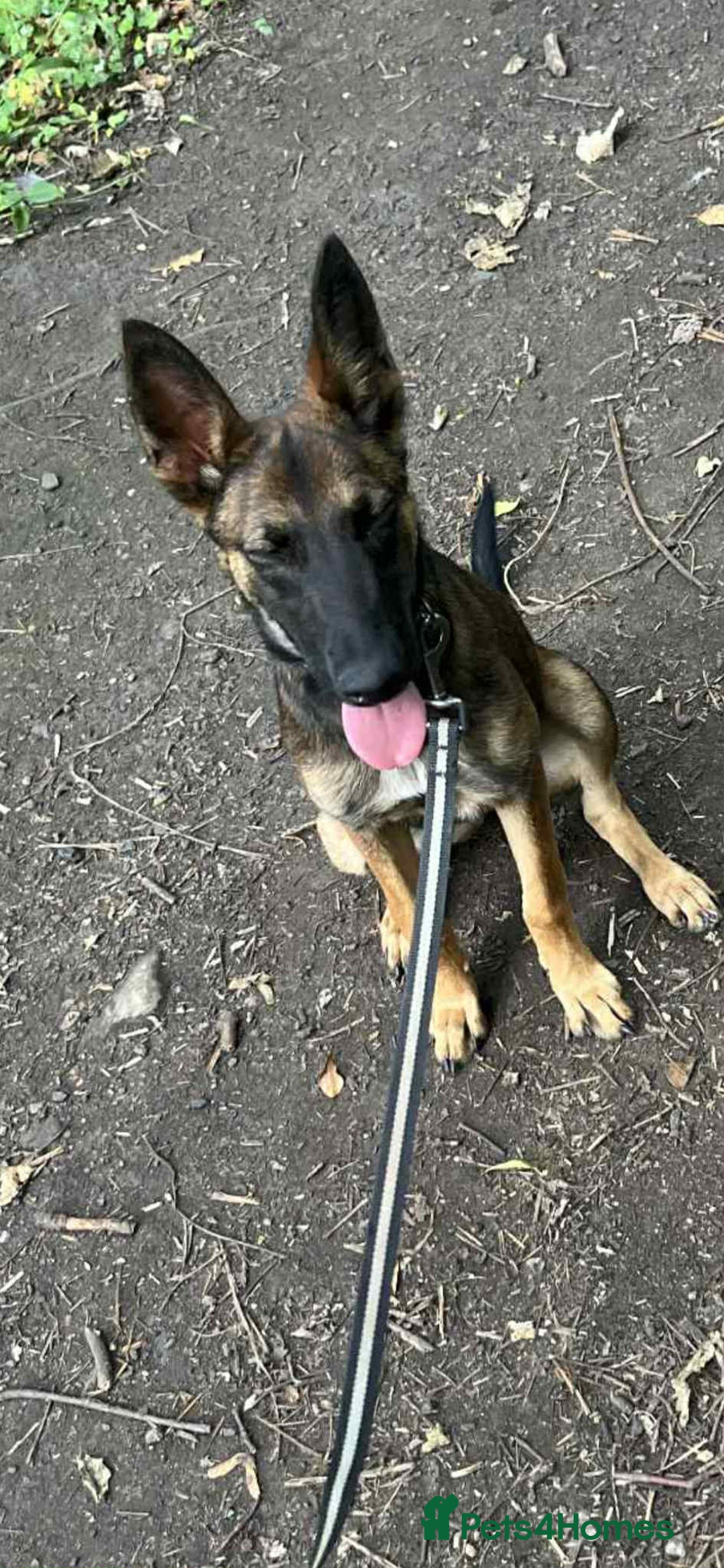 Mixed Breed dogs for sale: Belgian malinoi x lurcher - Image 2
