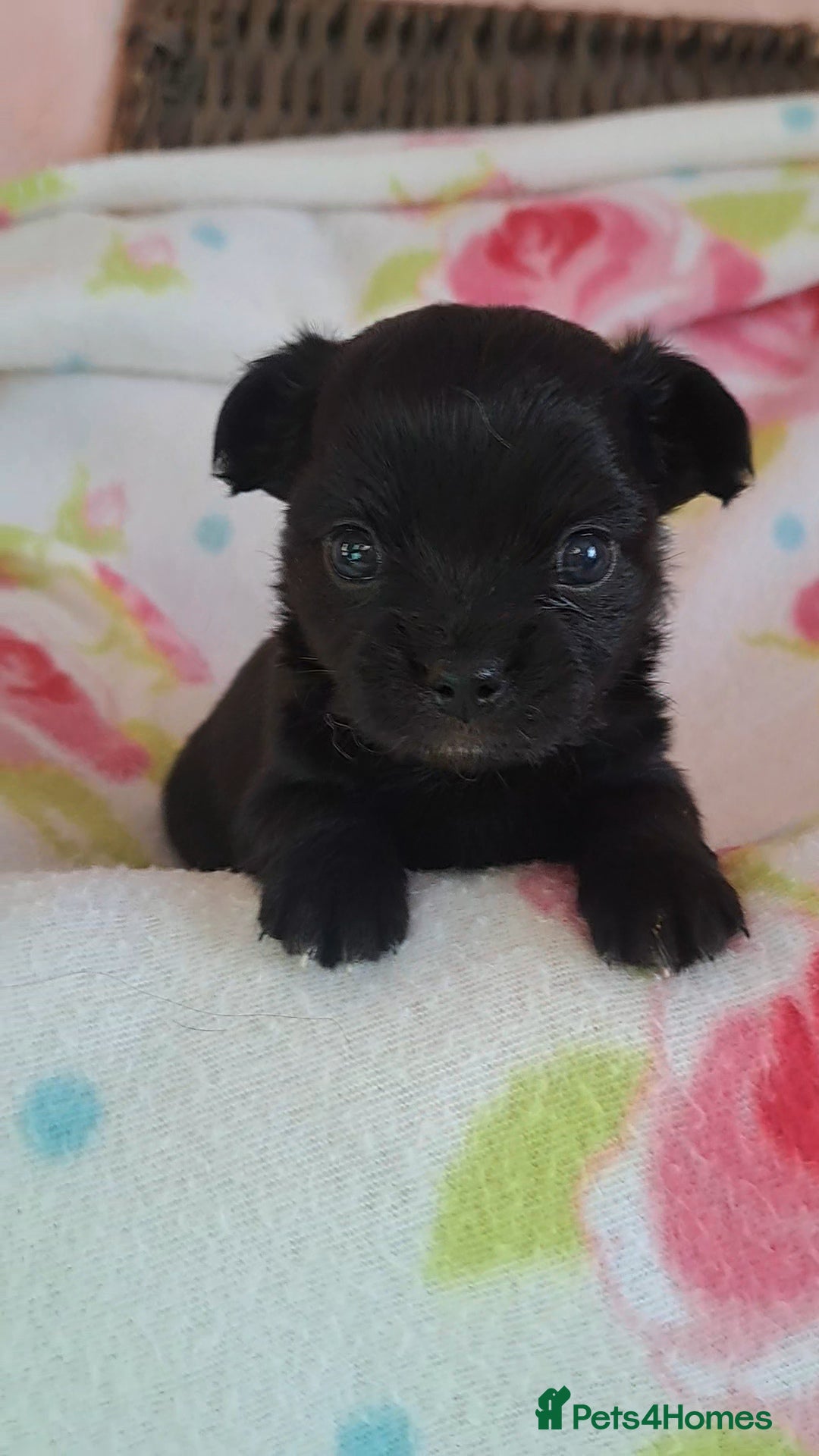 Chihuahua dogs for sale: Long Coat Chihuahua puppies for sale - Advert 12