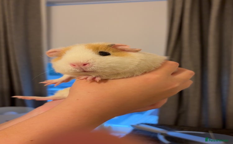 Guinea Pig rodents - Advert 2
