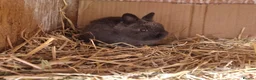 Netherland Dwarf rabbits for sale: Cute cheeky little netherland dwarf babies-2m left - Advert 5