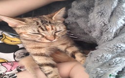 Mixed Breed cats for sale: Gorgeous cross bengal girl - Image 10