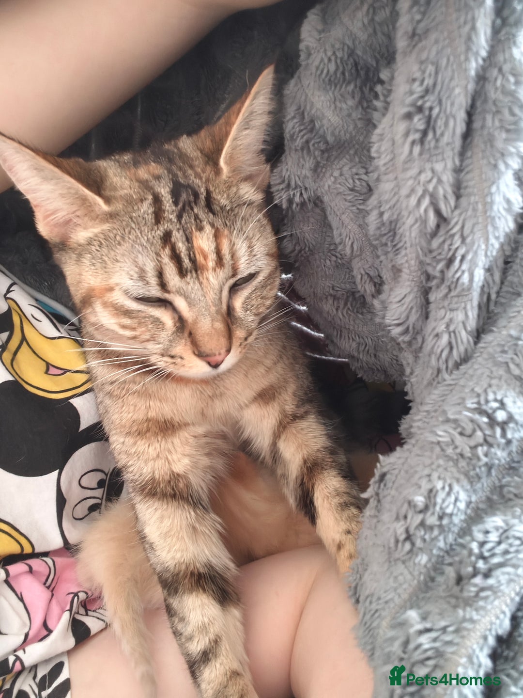 Mixed Breed cats for sale: Gorgeous cross bengal girl - Image 10