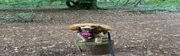 Toy Poodle dogs for sale: Lola - toy poodle, 2 years 9 months for rehoming  in Cardiff - Advert 4