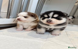 Pomsky dogs for sale: Lilac sired F2 masked Pomsky blue eyes  - Image 32