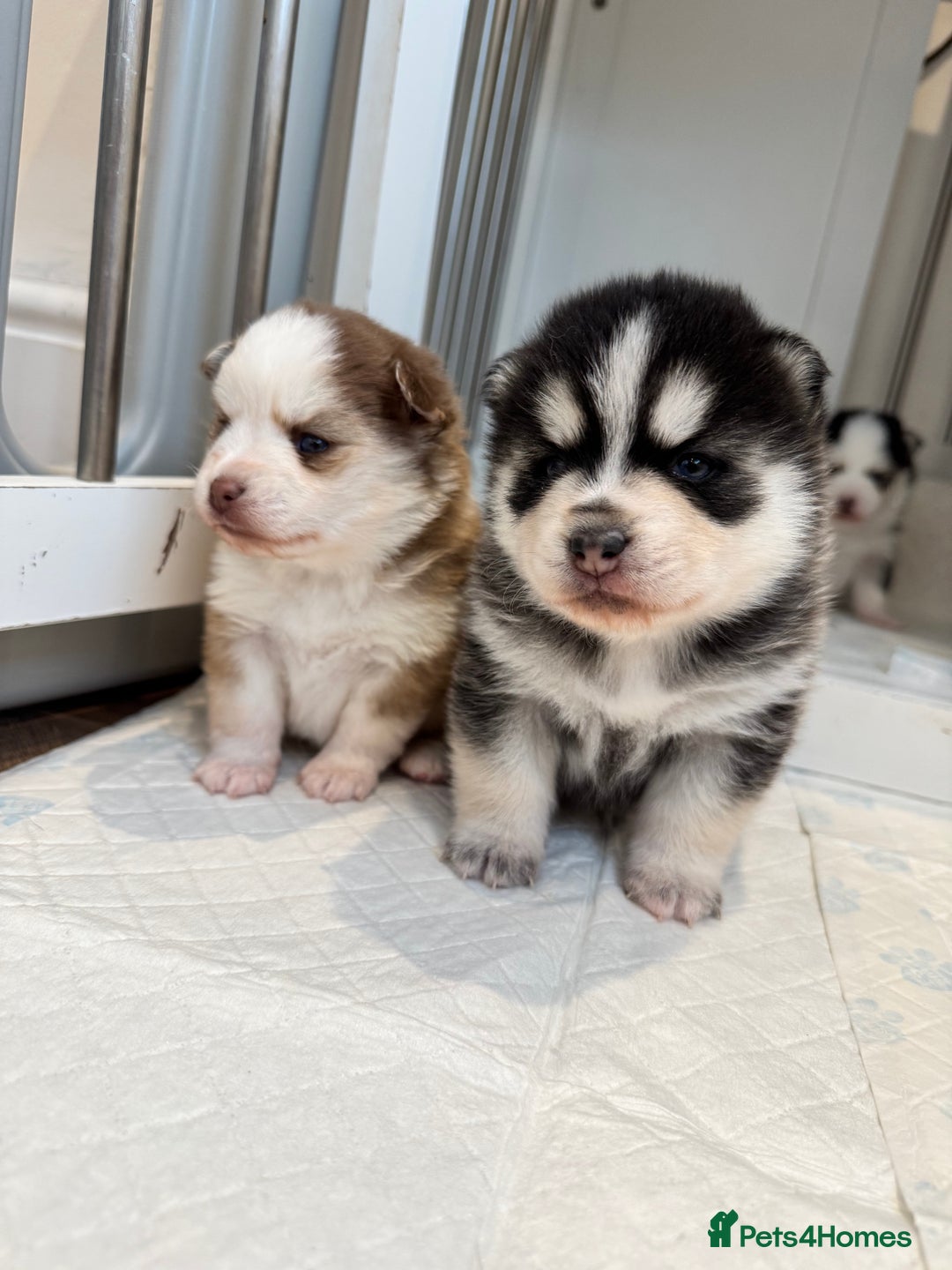 Pomsky dogs for sale: Lilac sired F2 masked Pomsky blue eyes  - Image 32