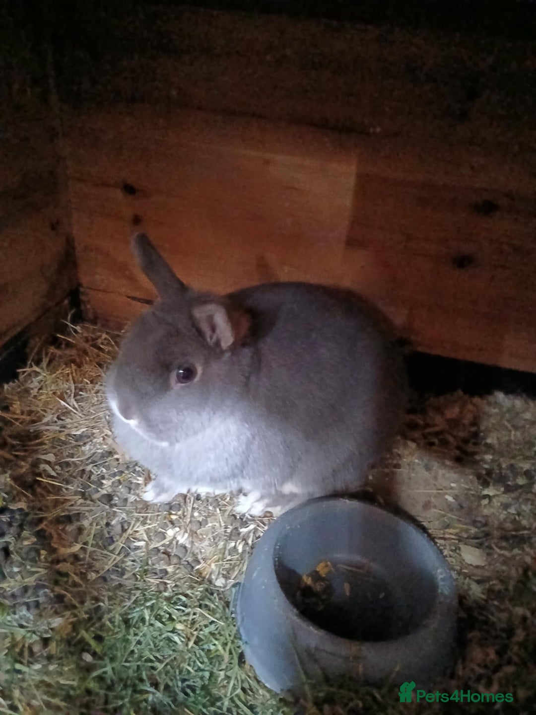 Netherland Dwarf rabbits for sale: Netherland dwarf rabbits  - Advert 9