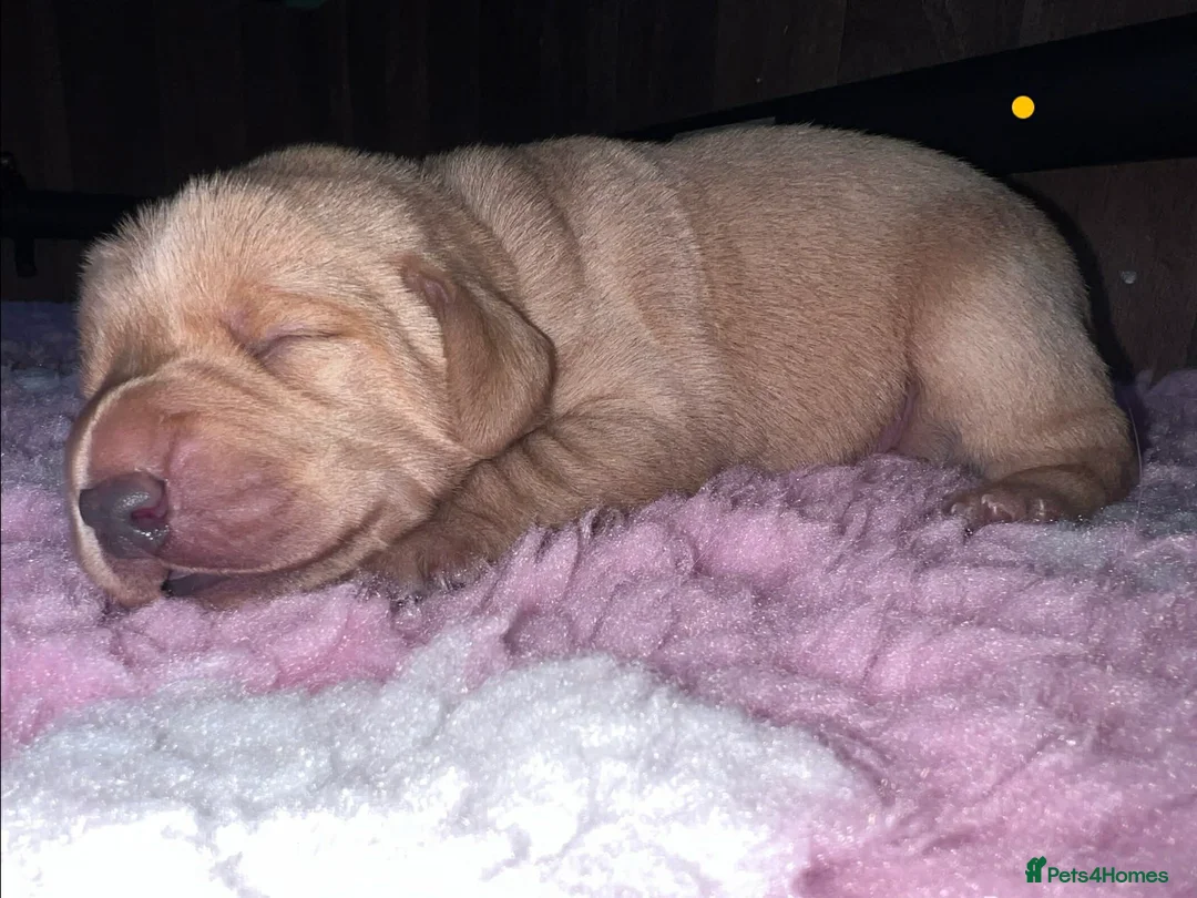 Labrador Retriever dogs for sale: **Outstanding puppy Labs** - Advert 20