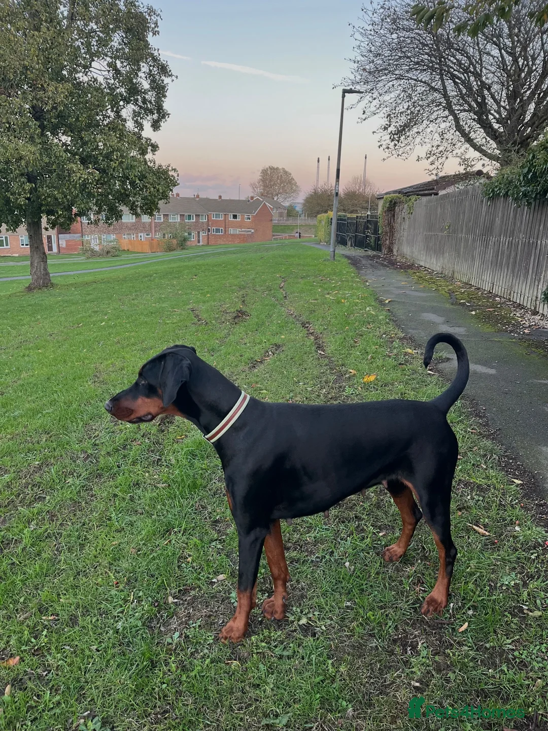 Dobermann dogs for sale: Dobermann puppies due 25/10/2026  in Knottingley - Advert 2