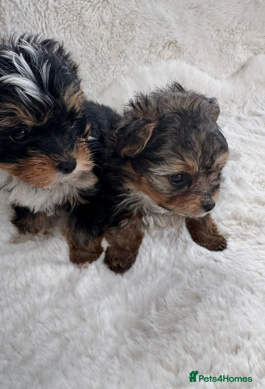 Biewer Terrier dogs for sale: 2 x biewer girls  - Advert 2