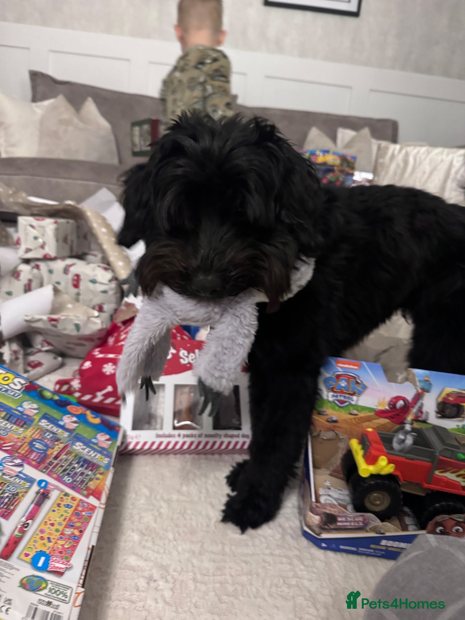Cockapoo dogs for sale: Ronnie  in Stockport - Advert 7