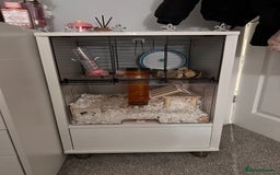 Hamster rodents for sale: Syrian Hamster  - Image 3