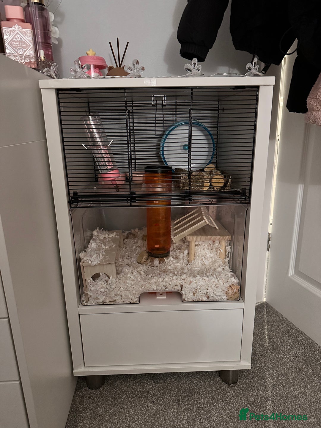 Hamster rodents for sale: Syrian Hamster  - Image 3