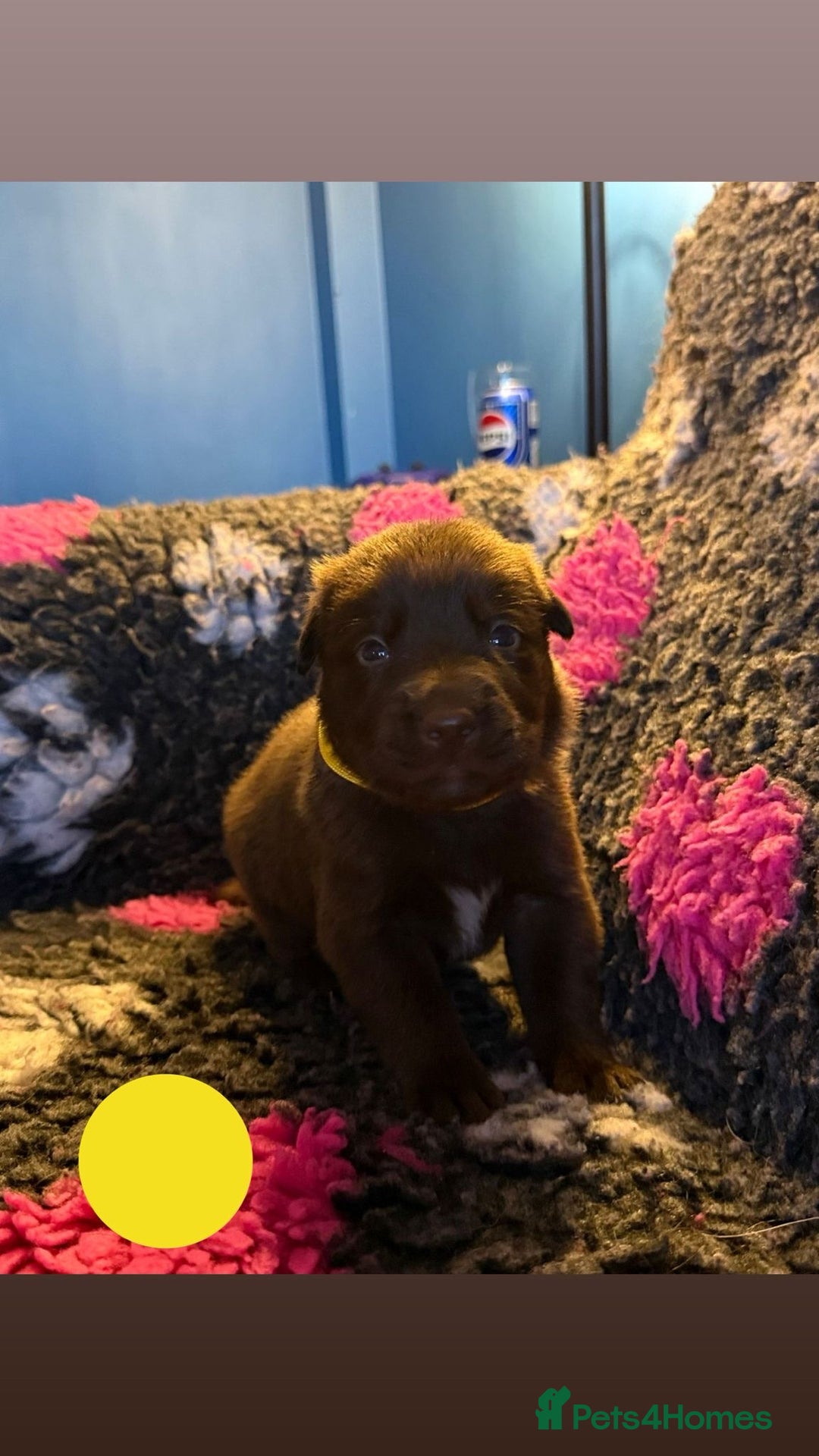 Borador dogs for sale: Gorgeous litter of chocolate Labrador cross pups  - Image 14