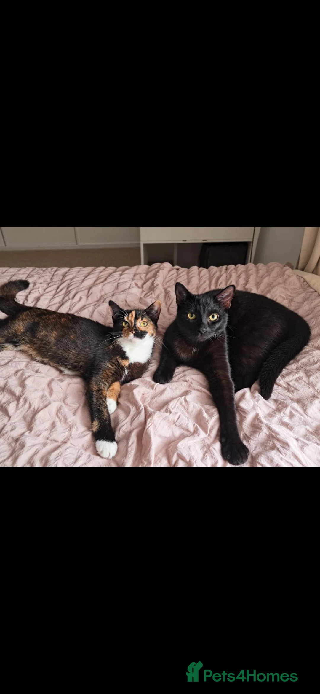 Mixed Breed cats for sale: 8 month old black kitten - Advert 1