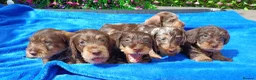 Miniature Dachshund dogs for sale: QUAILTY MINI WIRES KC REG PRA LAFORA CLEAR - Advert 10