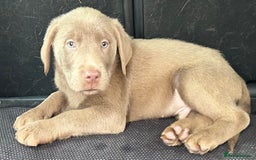 Labrador Retriever dogs for sale:  KC registered Silver and silver and tan labs  - Image 9
