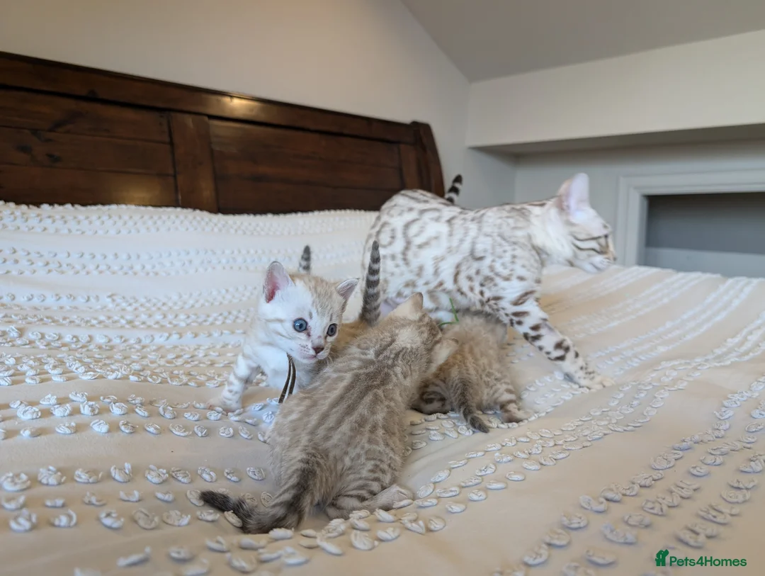 Bengal cats for sale: 🖤🩶🤍 BEAUTIFUL BENGAL KITTENS 🤍🩶🖤 - Advert 2