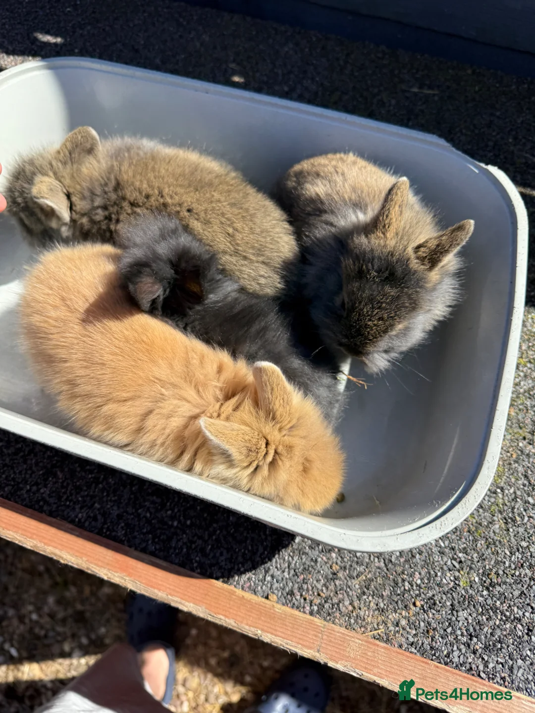 Lionhead rabbits for sale: Lionhead rabbits for sale in Liverpool - Advert 9