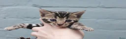 Bengal cats for sale: Unique Line Bengals Expected  - Advert 11