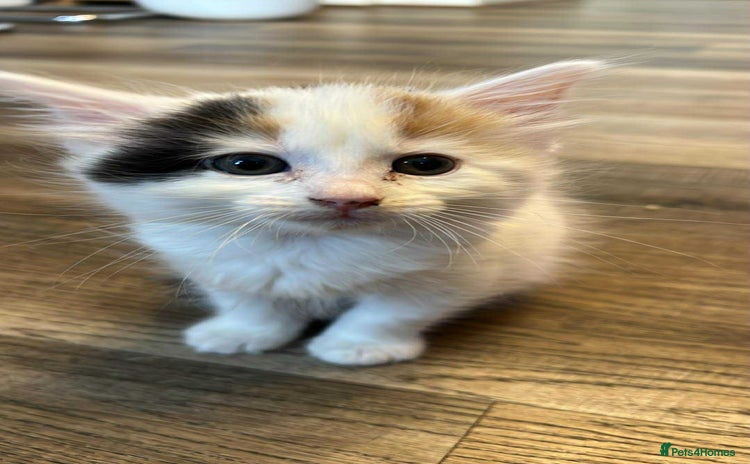 Domestic Shorthair cats - Advert 2