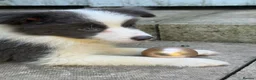 Border Collie dogs for sale: 4 Border Collie puppies in Wigan - Advert 22
