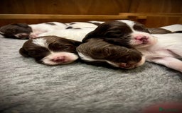 English Springer Spaniel dogs for sale: KC registered, English Springer Spaniel puppies  - Image 2