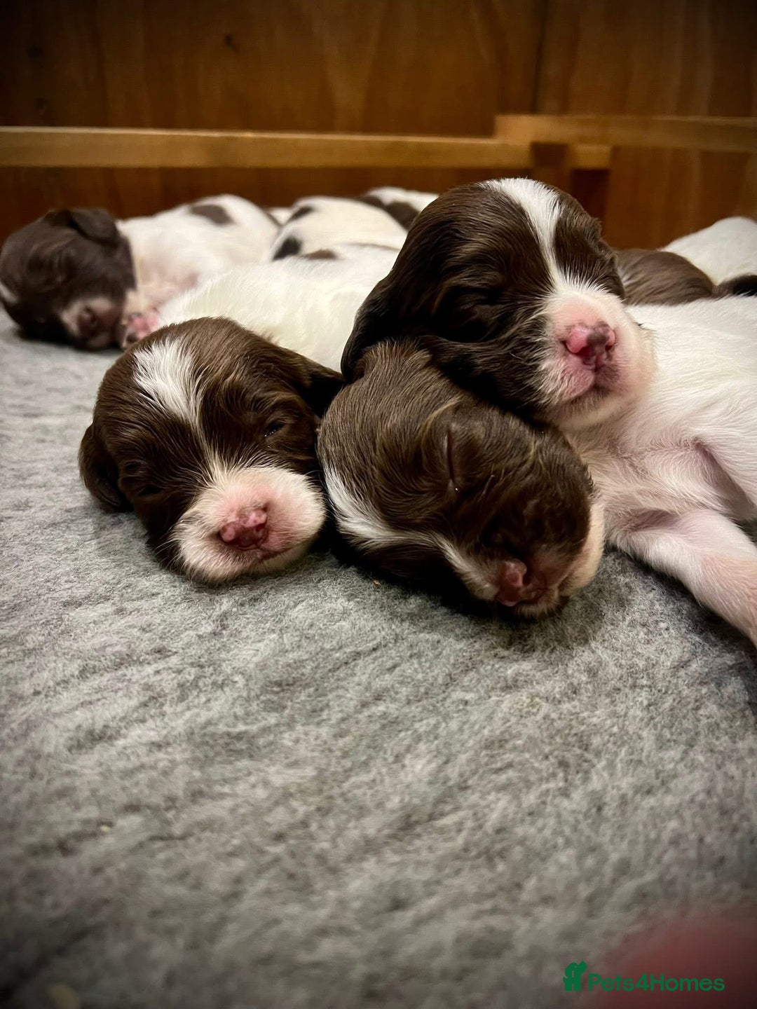 English Springer Spaniel dogs for sale: KC registered, English Springer Spaniel puppies  - Image 2