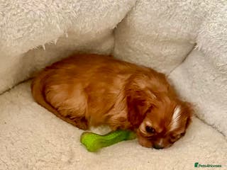 Cavalier King Charles Spaniel dogs Cavalier King Charles puppies - Advert 1