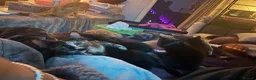 Mixed Breed cats for sale: Great selection of beautiful kittens - Advert 1