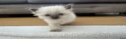 Ragdoll cats for sale: Ragdoll kittens *one female left* - Advert 26