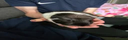 Guinea Pig rodents for sale: 3 girl guinea pigs  - Advert 8