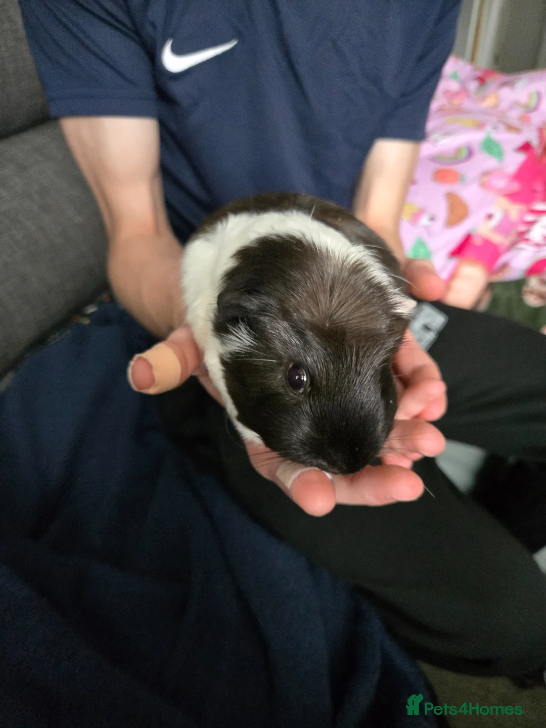 Guinea Pig rodents for sale: 3 girl guinea pigs  - Advert 8