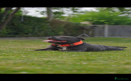 Staffordshire Bull Terrier dogs for stud: WORLD FAMOUS BLOODLINE! KC REG LOW COI%  in Nottingham - Image 16