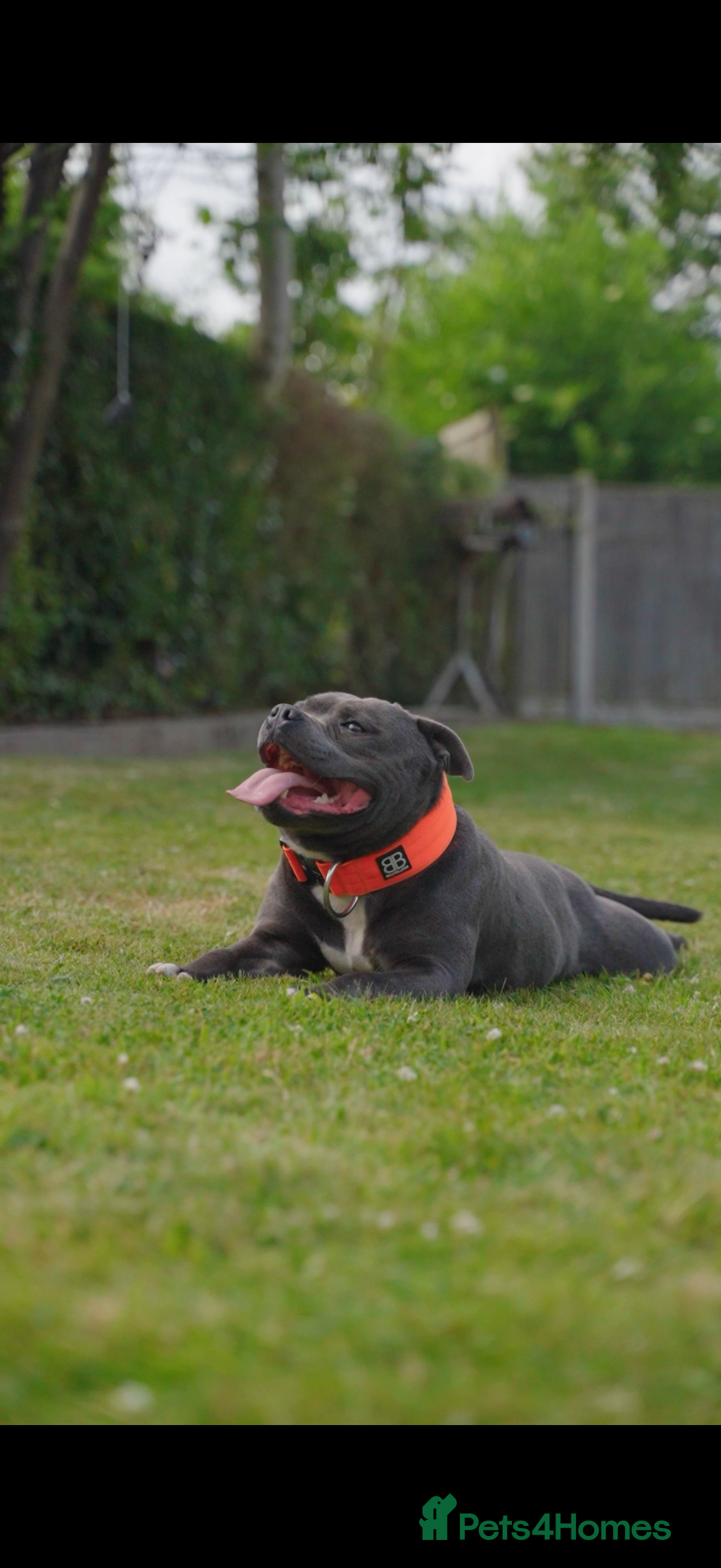 Staffordshire Bull Terrier dogs for stud: WORLD FAMOUS BLOODLINE! KC REG LOW COI%  in Nottingham - Image 16